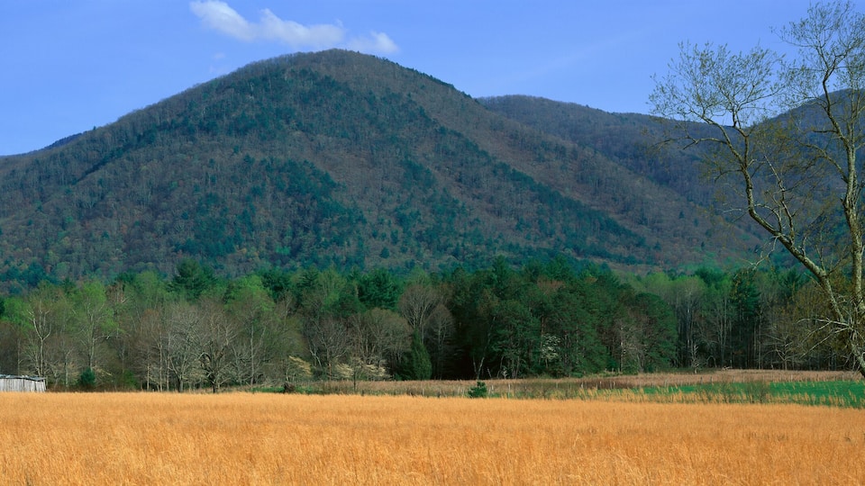 A rural landscape with a barn, a field of golden crops, and a forested mountain range.