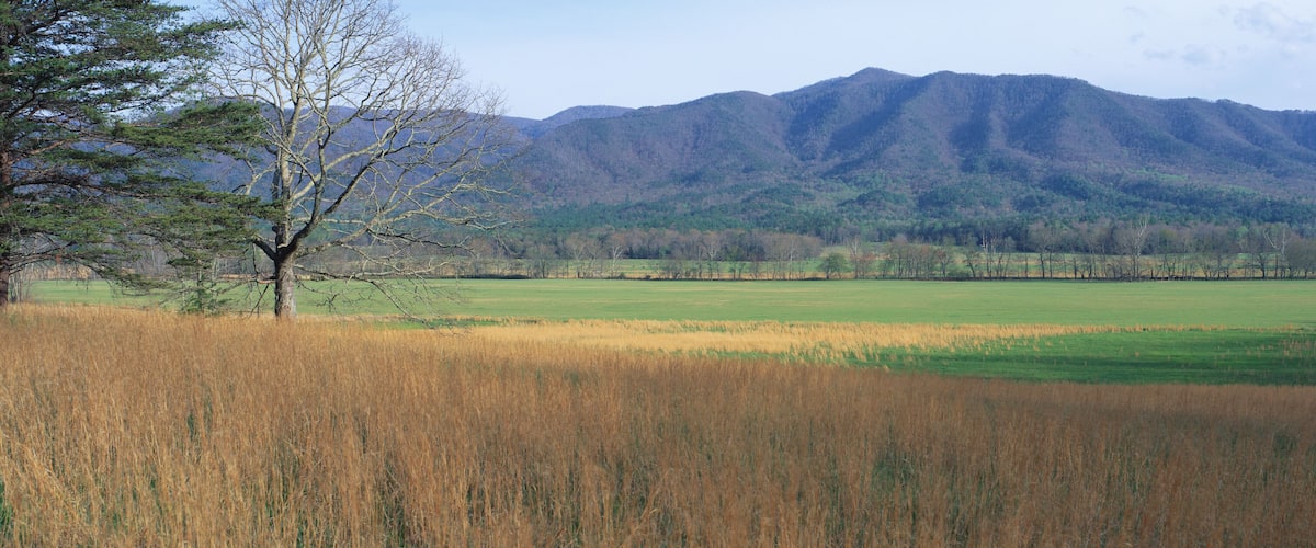 A field with a tree and mountains in the background.