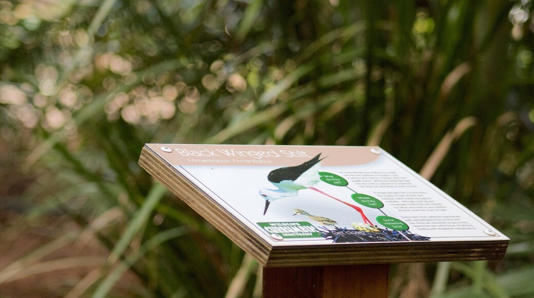 Currumbin which includes signage