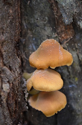Mushroom Season