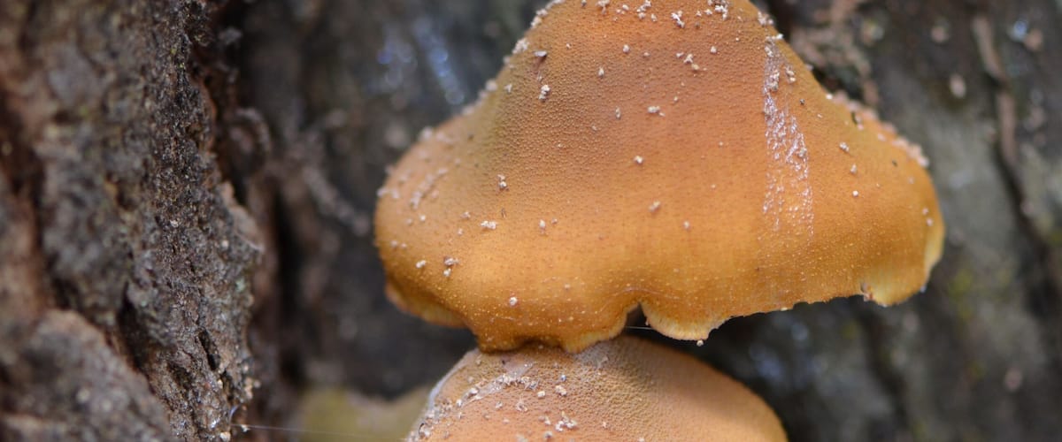 A cluster of orange mushrooms growing on a tree trunk.