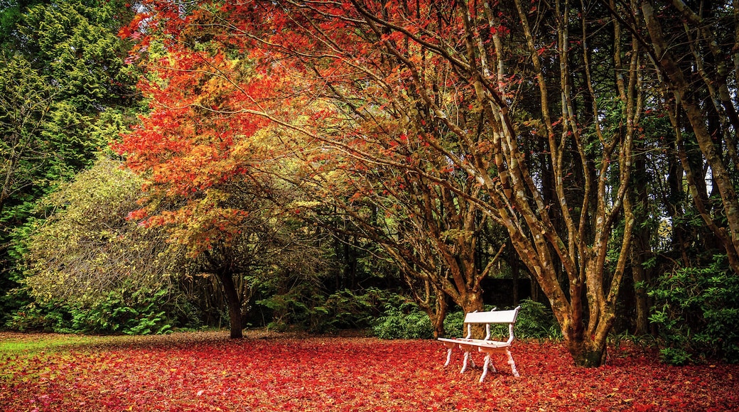 A bench sits underneath some trees during a brilliant Autumn day creating an amazing contrast with the red leaves.