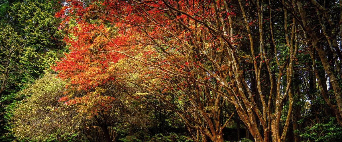 A bench sits underneath some trees during a brilliant Autumn day creating an amazing contrast with the red leaves.