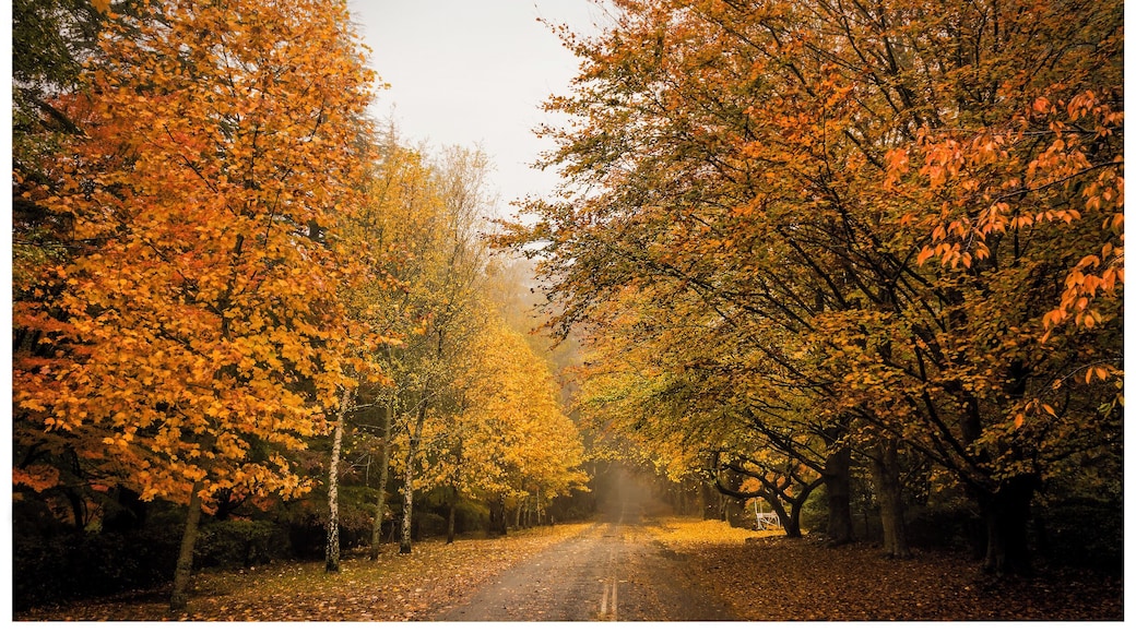 Wow! Mt Wilson in the Blue Mountains just blew my mind! Such a stunning array of color, breath taking, check it out!
