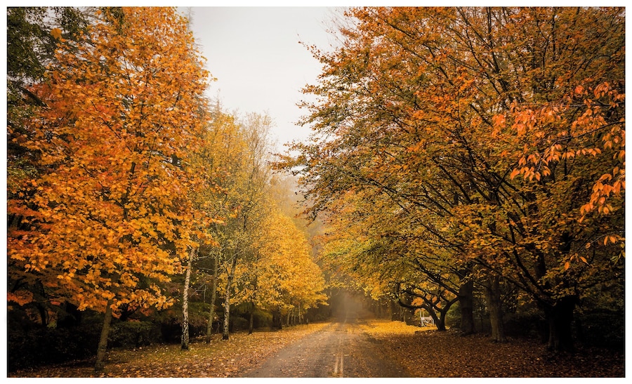 Wow! Mt Wilson in the Blue Mountains just blew my mind! Such a stunning array of color, breath taking, check it out!