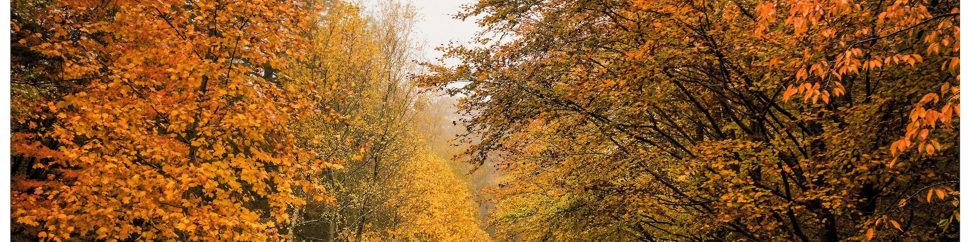 Wow! Mt Wilson in the Blue Mountains just blew my mind! Such a stunning array of color, breath taking, check it out!