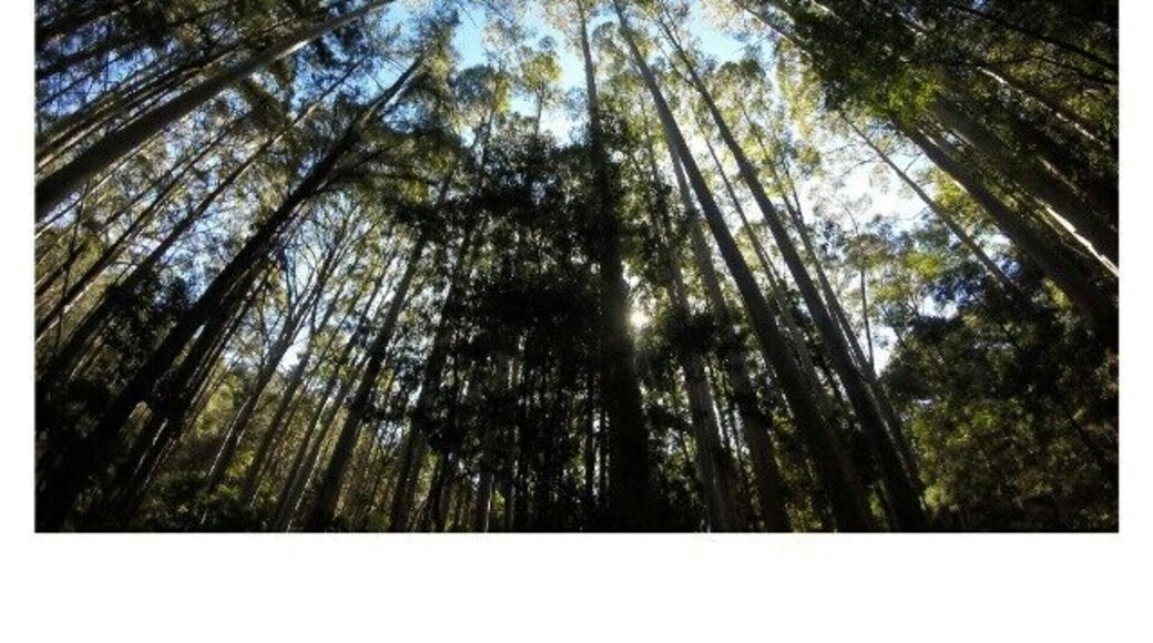 Karri forests are so magical!
Love living in such a beautiful country ~