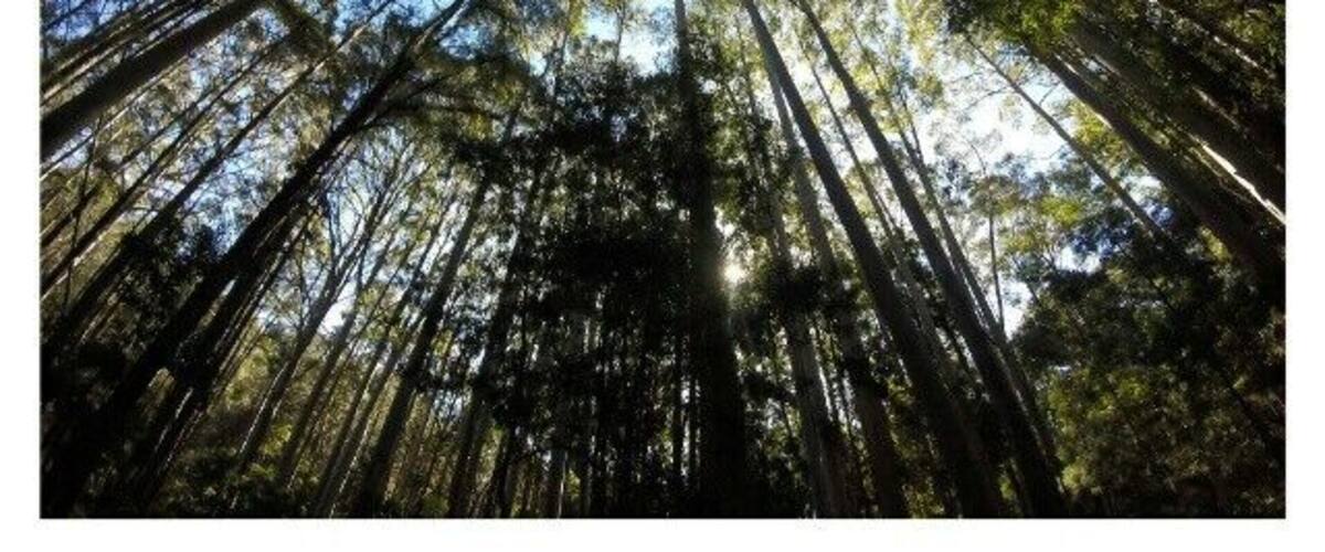 Karri forests are so magical!
Love living in such a beautiful country ~