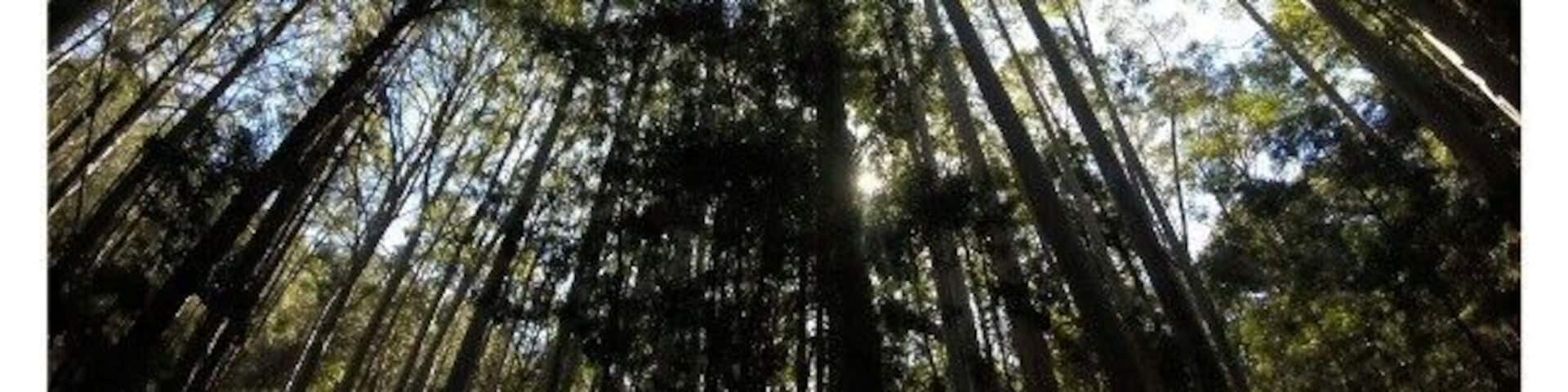 Karri forests are so magical!
Love living in such a beautiful country ~