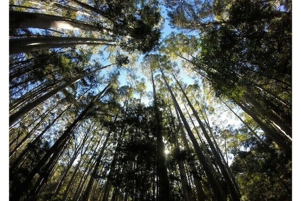 A forest with tall trees and a clear blue sky.