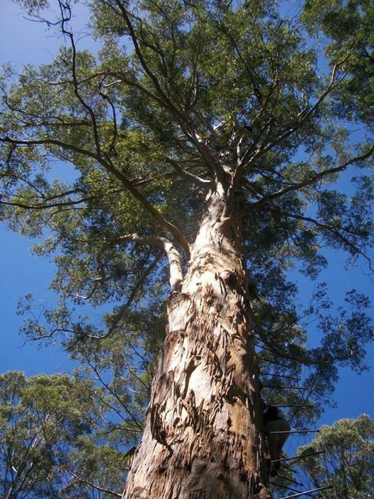 My hubby climbing a 60 metres high tree!...can you spot him?.The pemberton tree...for the brave only!