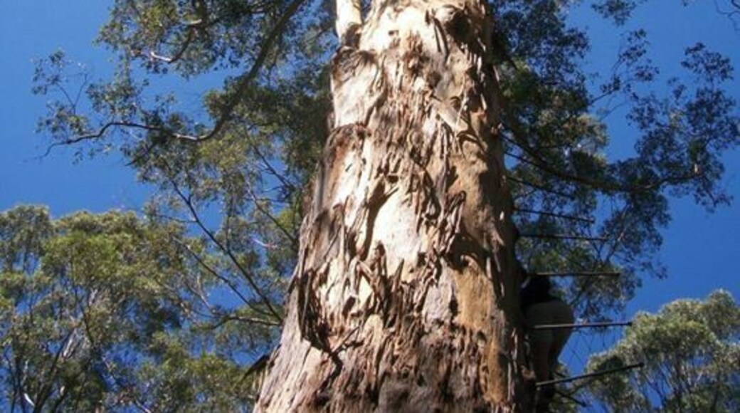 My hubby climbing a 60 metres high tree!...can you spot him?.The pemberton tree...for the brave only!
