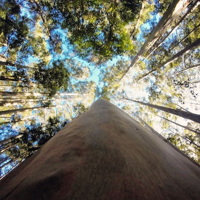 Karri trees