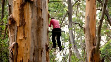 Gloucester Tree Climb - Pemberton - Australia