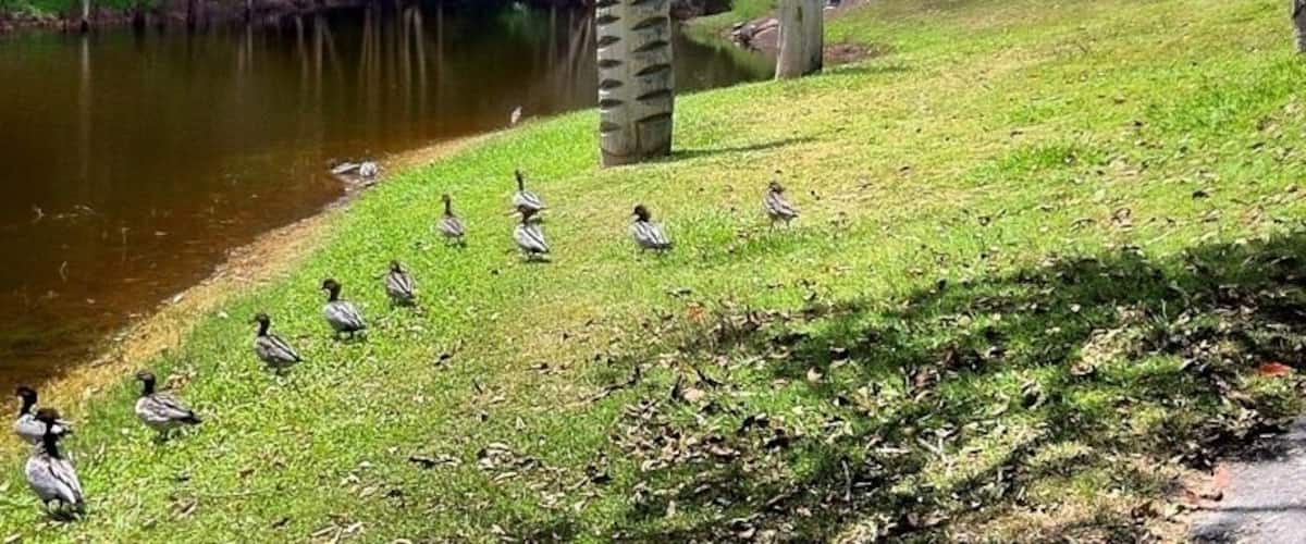 #totempoles #ducks #lake #brisbane