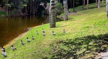 #totempoles #ducks #lake #brisbane