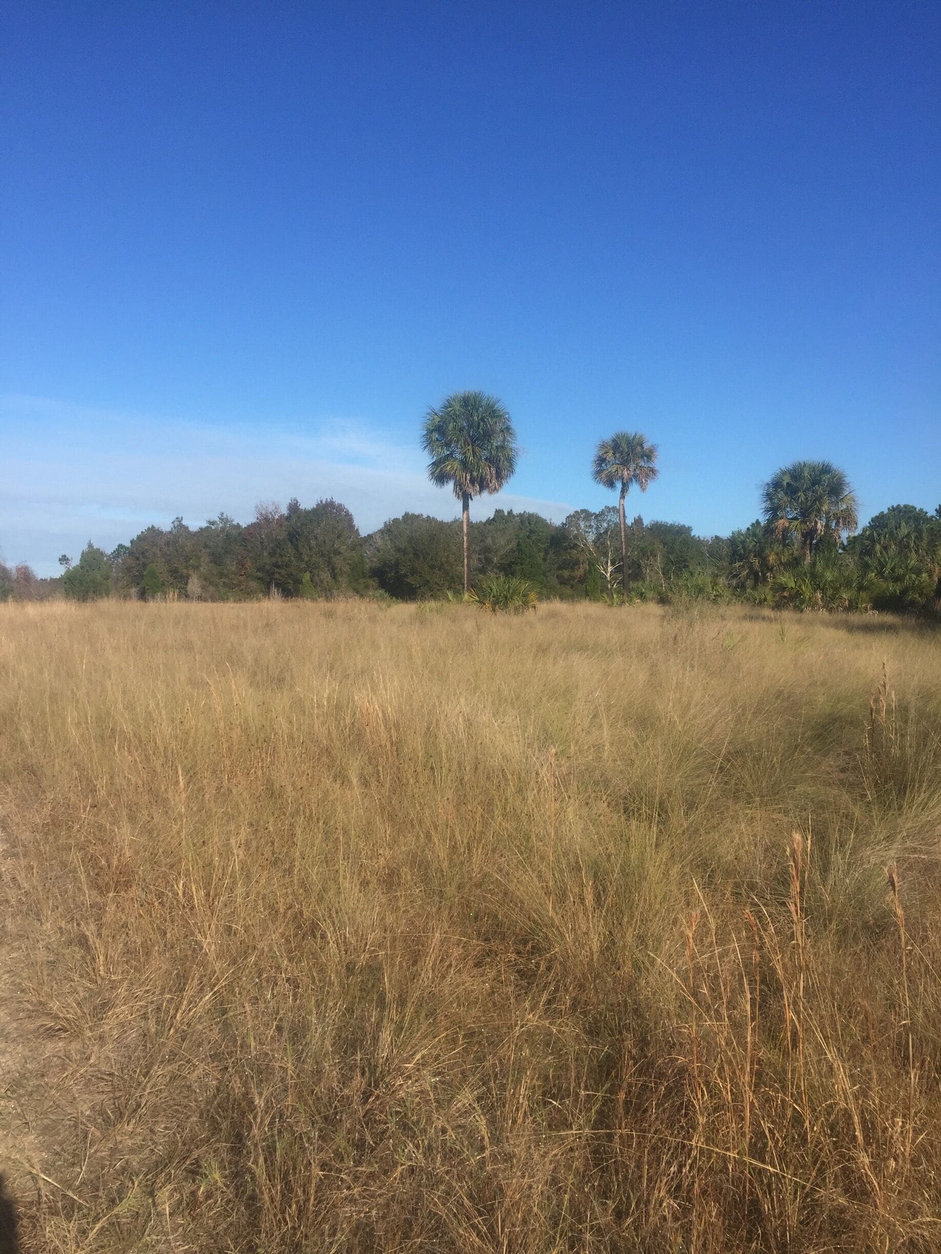 Weeki Wachee Nature Preserve Trail 