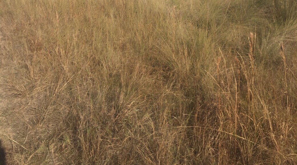 Weeki Wachee Nature Preserve Trail