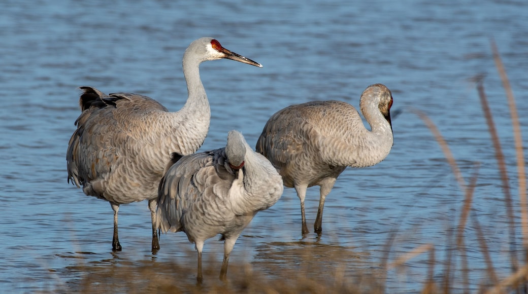 Sandhill Cranes in Lodi, California