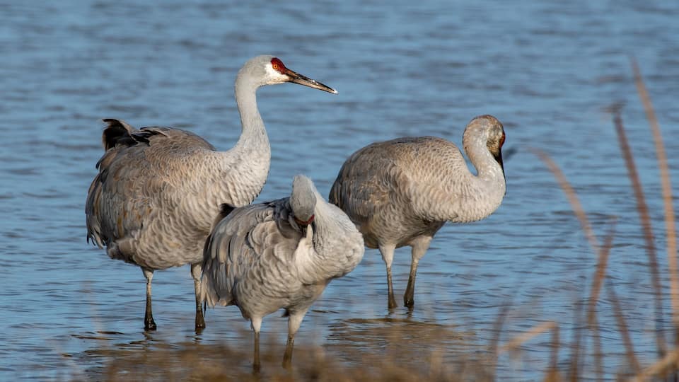 Three birds standing in shallow water.