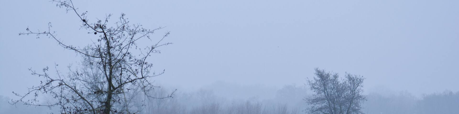 A foggy morning at Cosumnes River Preserve, Galt, California