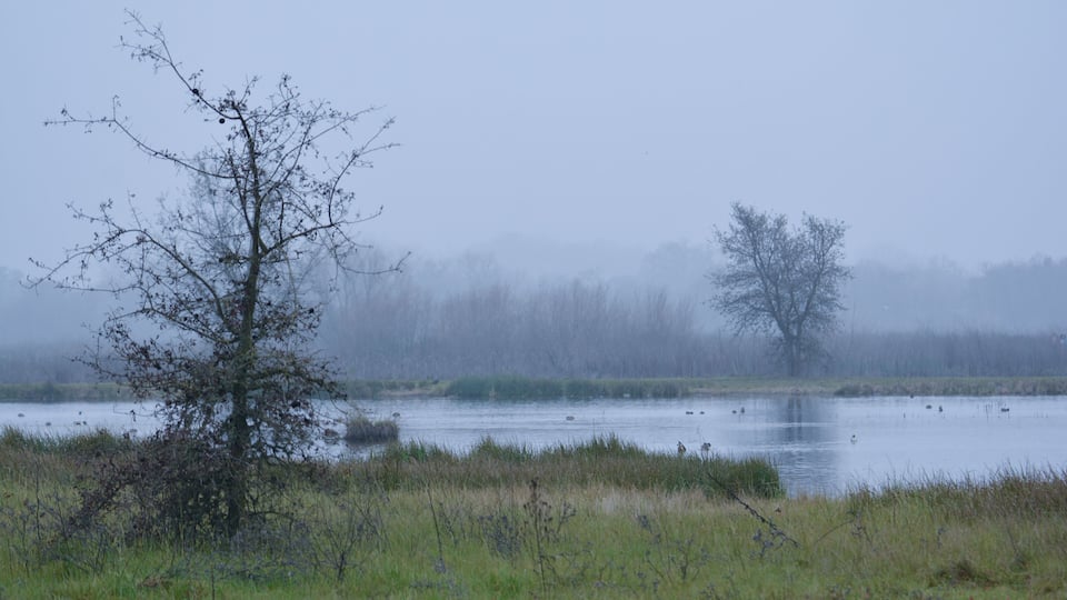 A foggy landscape with a body of water, a leafless tree, and a distant tree.