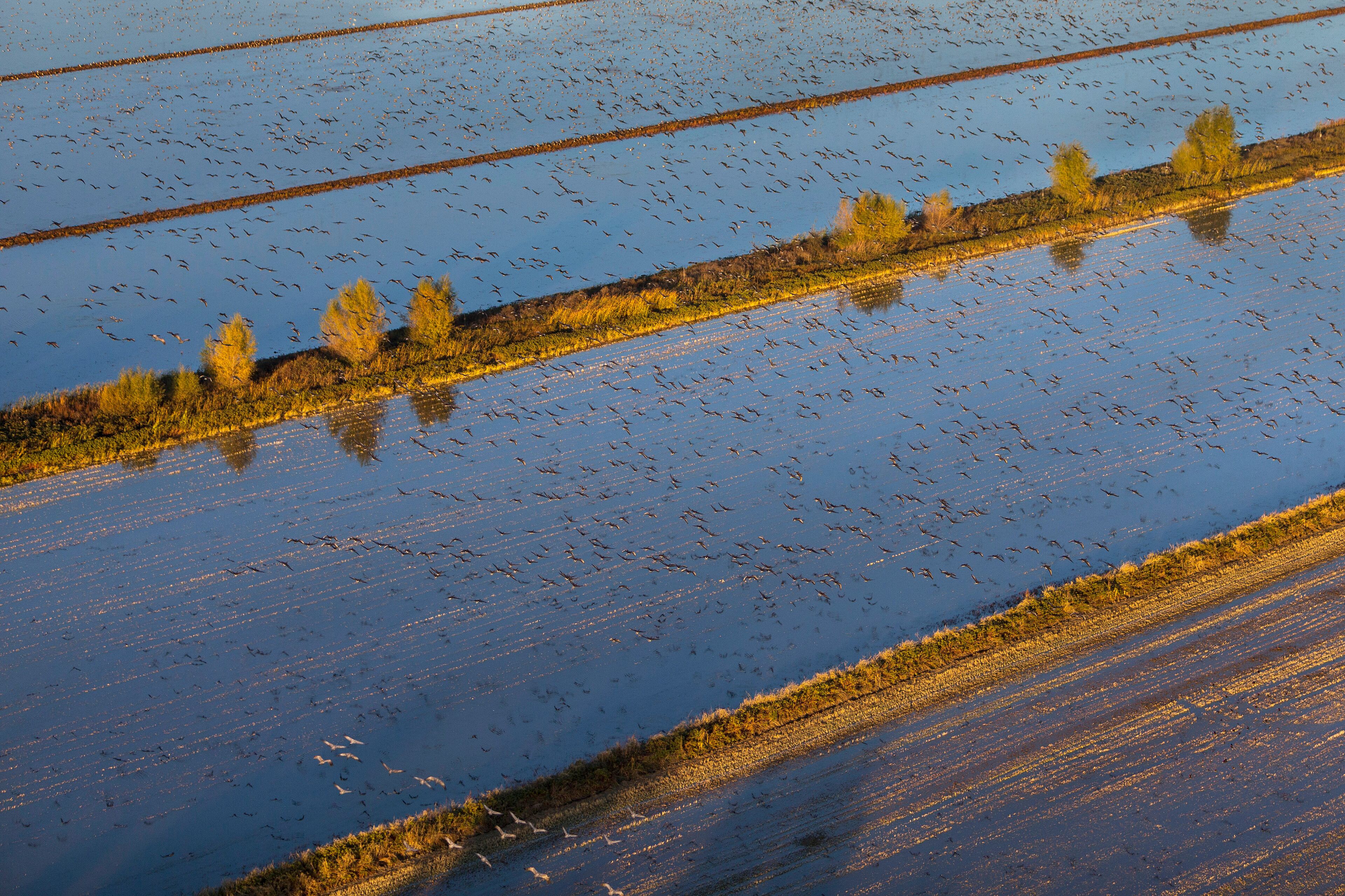 Cosumnes River Preserve, Galt, California, USA