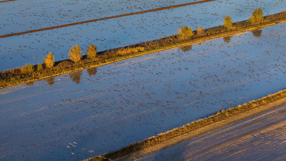 A flooded agricultural field with water reflecting the sky and trees.