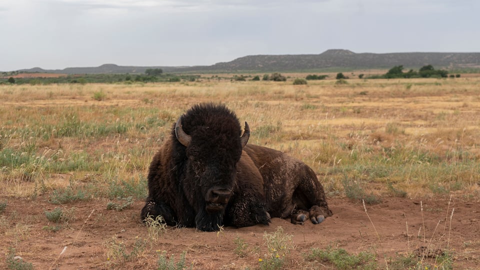 A bison lying on dry grass in a wide-open field with distant hills.