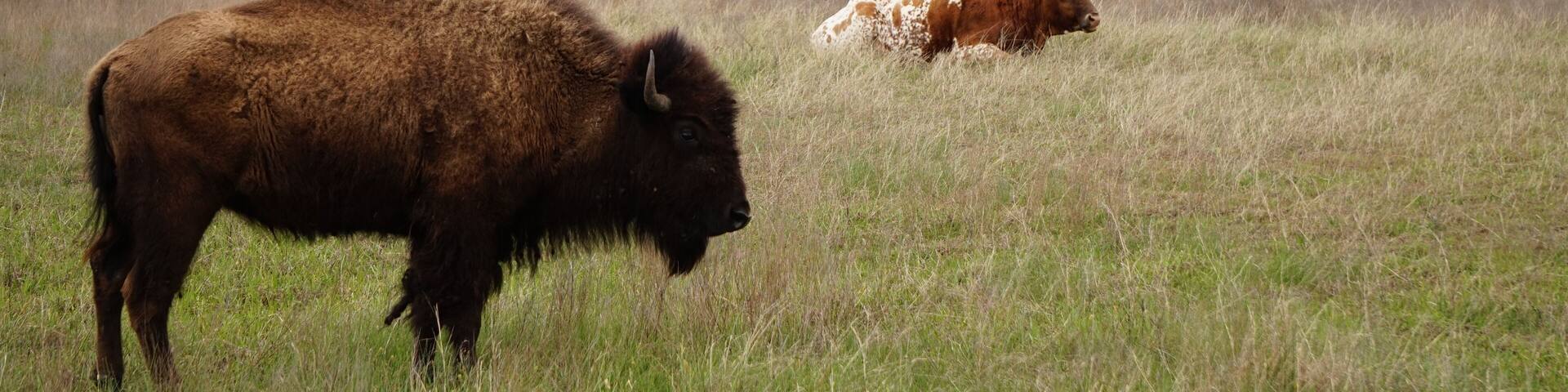 Buffalo and Longhorns in Texas