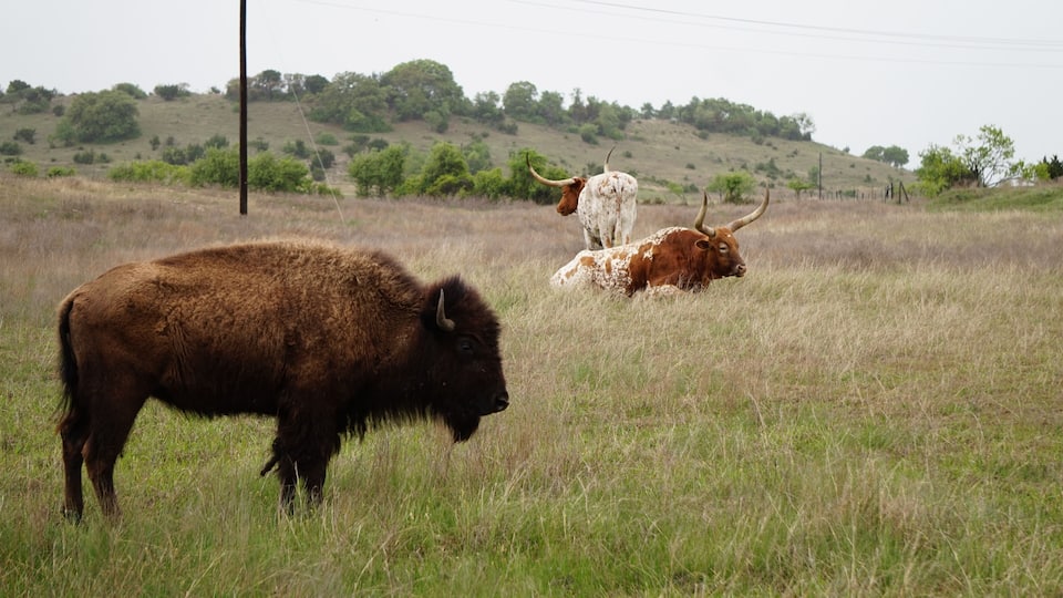 A bison and two longhorn cattle in a grassy field with a hilly landscape in the background.