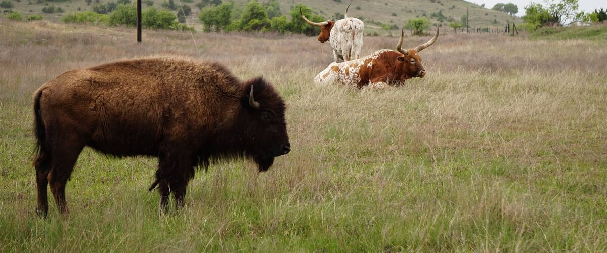 A bison and two longhorn cattle in a grassy field with a hilly landscape in the background.