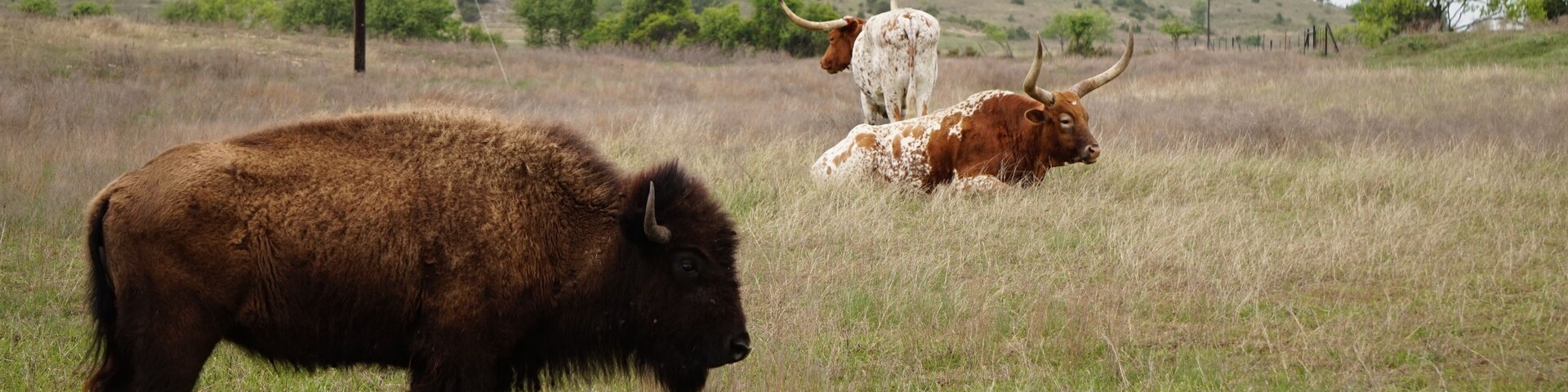 Buffalo and Longhorns in Texas