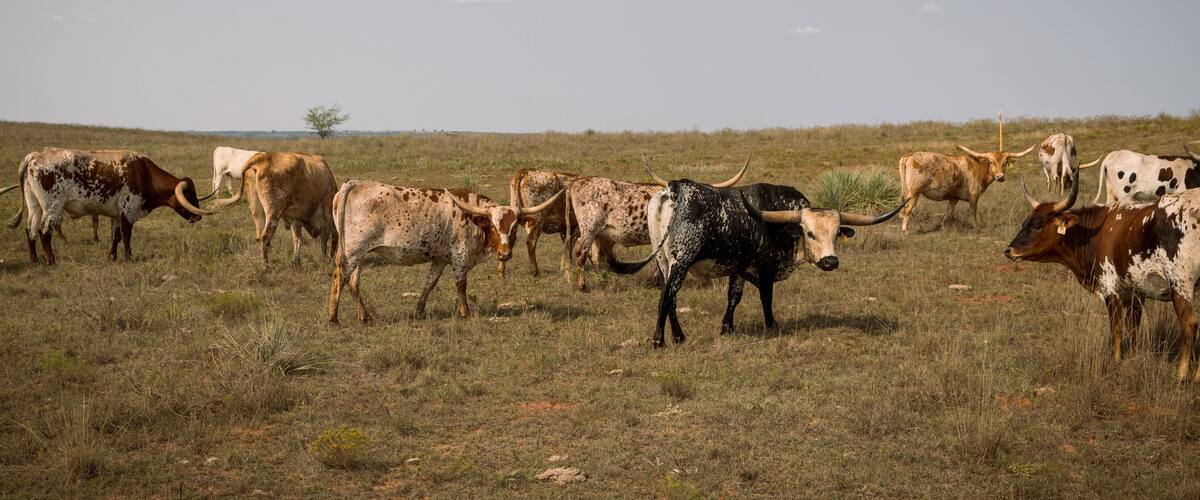 Longhorns in the field. Arnett, Oklahoma