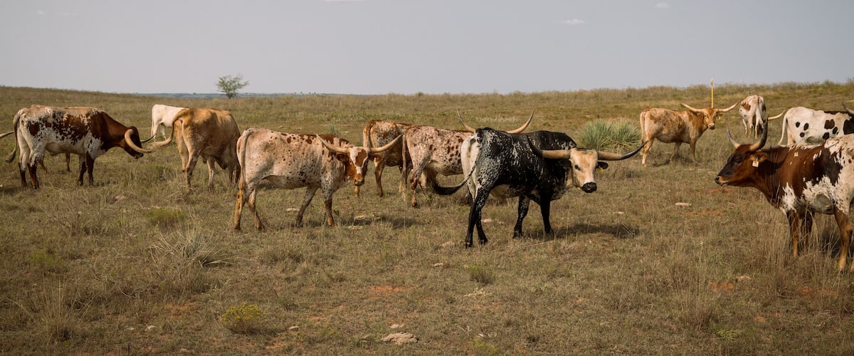 Longhorns in the field. Arnett, Oklahoma