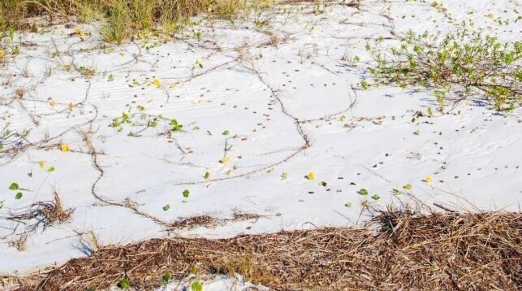 Rosamond Johnson Beach, Gulf Islands National Seashore, Fl.
