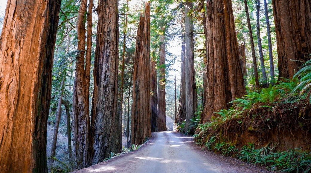 Sunbeams shine through the massive redwoods in Jedediah Smith Redwoods State Park, Redwood National Park in California