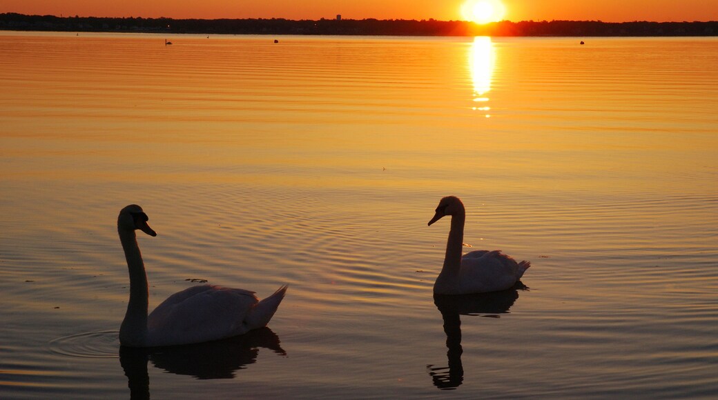 Two mute swans in the Narragansett Bay at sunrise.; Narragansett Bay, Cranston, Rhode Island.