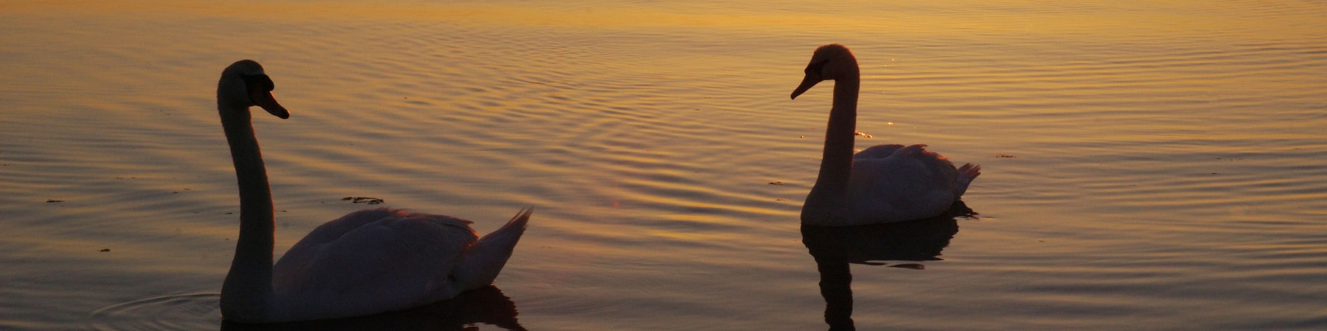Two mute swans in the Narragansett Bay at sunrise.; Narragansett Bay, Cranston, Rhode Island.