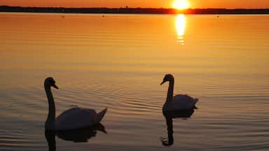 Two mute swans in the Narragansett Bay at sunrise.; Narragansett Bay, Cranston, Rhode Island.