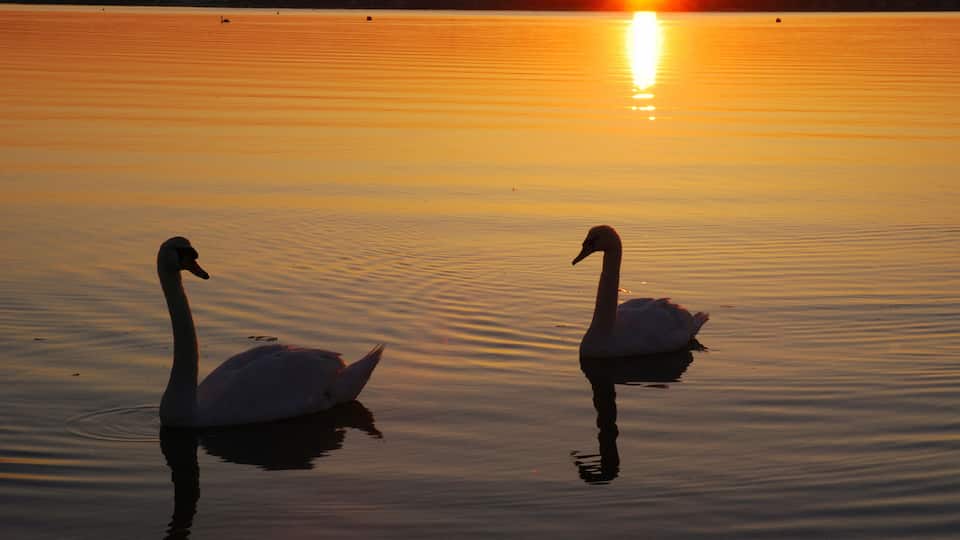 Two swans on a calm lake at sunset.