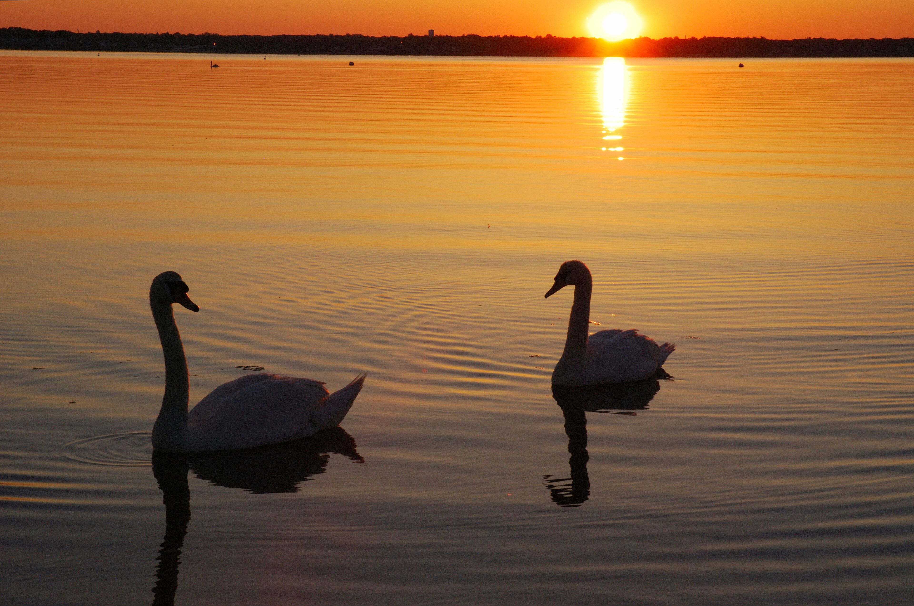 Two swans on a calm lake at sunset.