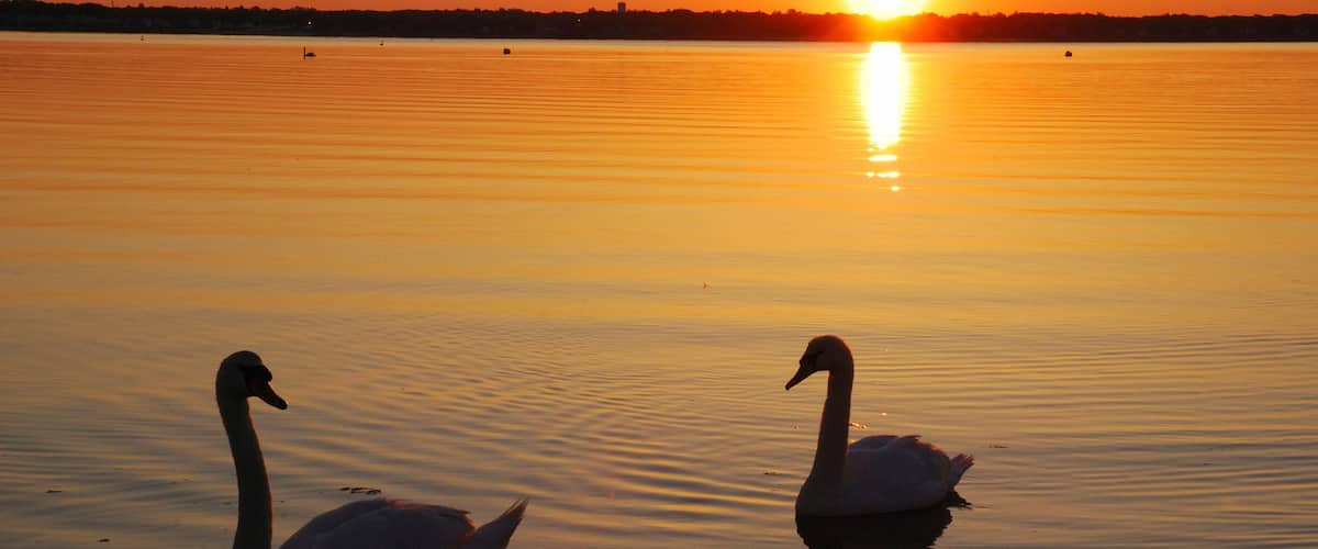 Two swans on a calm lake at sunset.