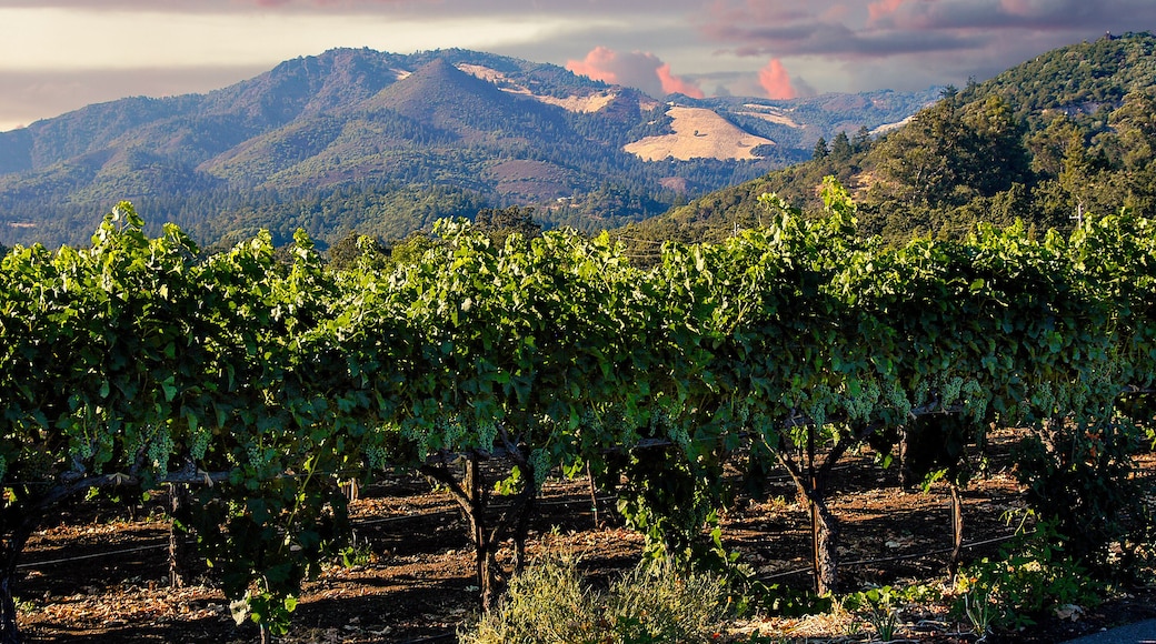Napa valley at sunrise with beautiful sky colors over the mountains and wine grapes growing in the foreground.
