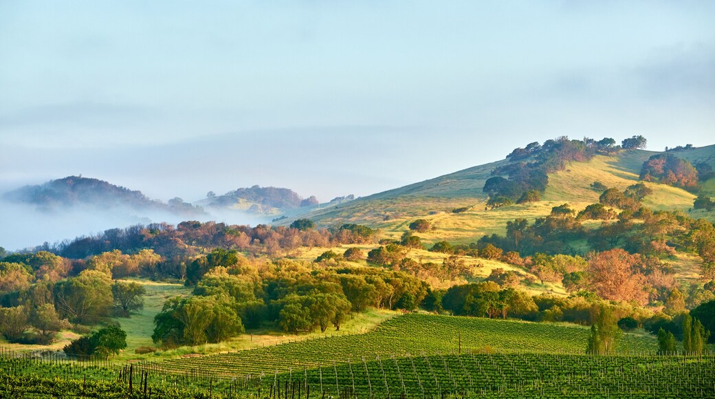 Vineyards in California, USA