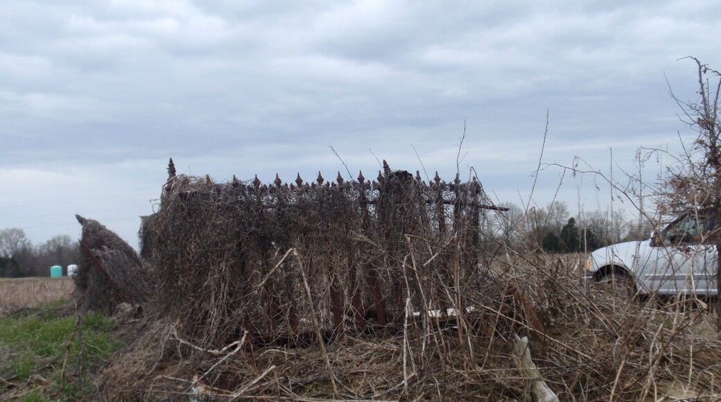 After clearing had began