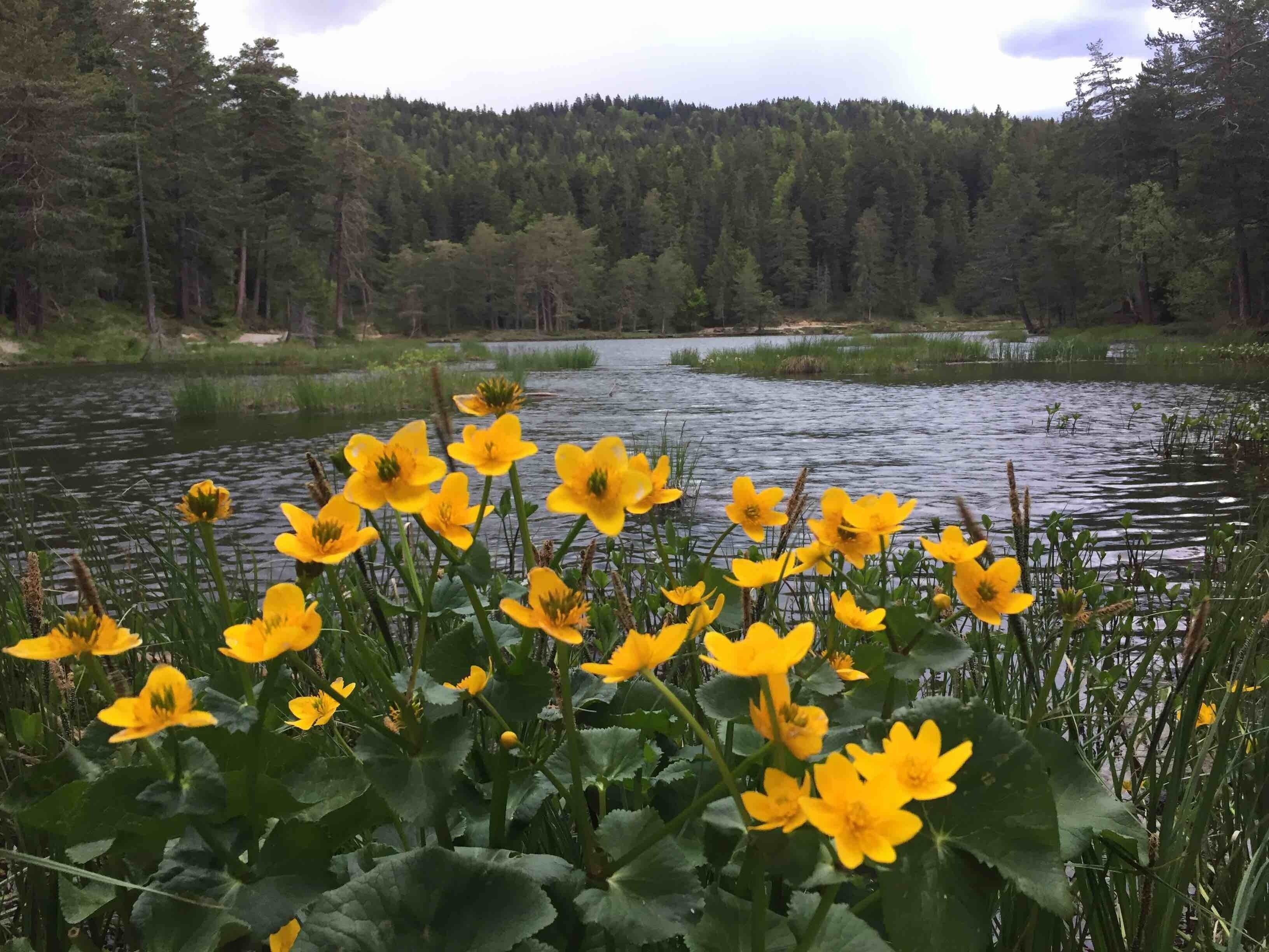 Small lake with restaurant next to it - a lot of hiking possibilities - you can go swimming into the lake Lol
