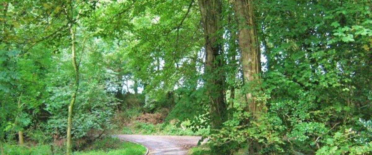 A narrow, winding dirt path surrounded by dense green foliage and trees.