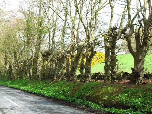 Old pollards near Monreith House. These old pollarded trees alongside the B7085 appear to have been somewhat neglected of late.