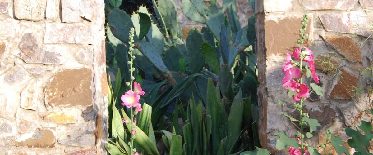 The Garden of the Five Senses is an incredible garden that takes you out of "Dusty Delhi" and into paradise. The garden is large with many different areas, sculptures, ponds, cafes and more. I would recommend anyone in the area to check it out!